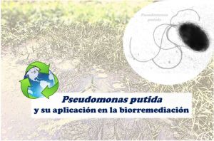 Cómo utilizar bacterias para biodegradar compuestos tóxicos para el medio ambiente y la salud humana